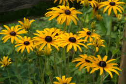 Rudbeckia fulgida var. deamiiZonnehoed bestellen